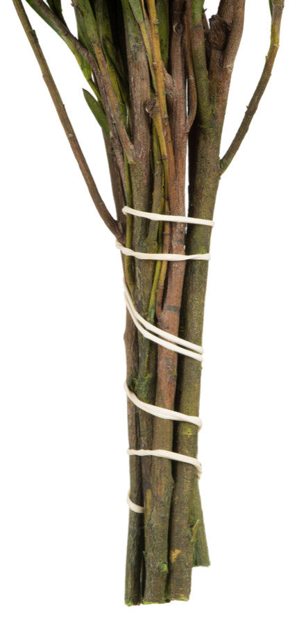 Vickerman 12" Green Salignum, Male, Includes 6-7 oz per Bundle, Dried