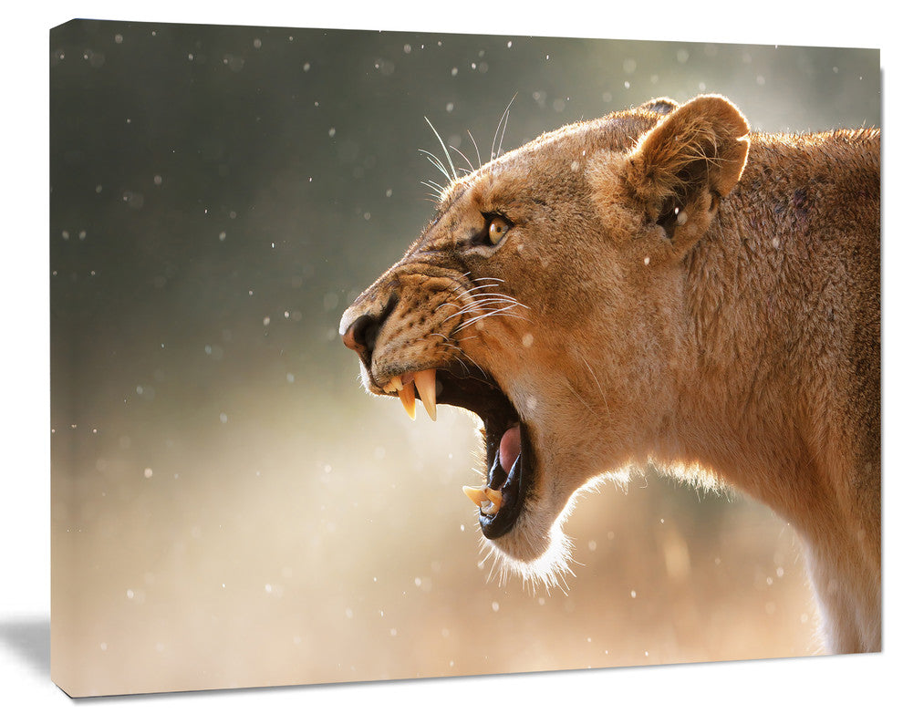 Lion Showing Dangerous Teeth, African Canvas Art Print, 60"x28"