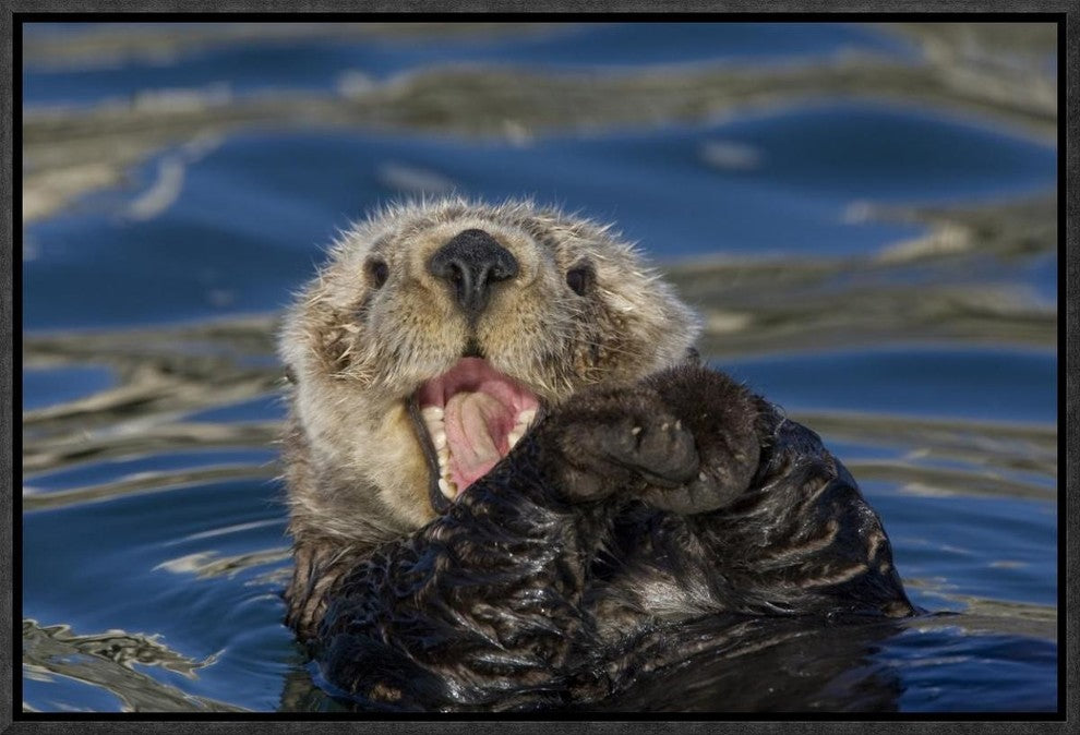 "Sea Otter yawning, Monterey Bay, California"  by Suzi Eszterhas, 19x13"