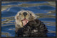 "Sea Otter yawning, Monterey Bay, California"  by Suzi Eszterhas, 19x13"