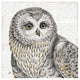 "Beautiful Owls II" Digital Paper Print by Daphne Brissonnet, 32"x32"