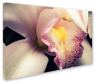 PIPA Fine Art 'Close-Up of Orchid' Canvas Art, 32x22
