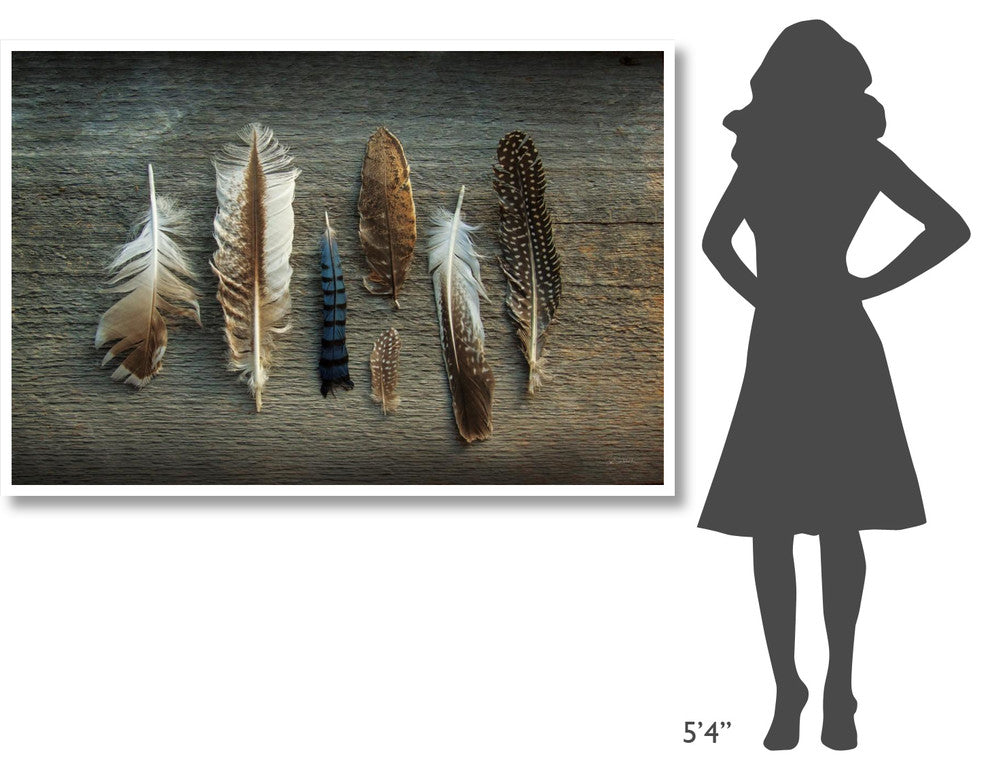 "Feather Collection I" Digital Paper Print by Sue Schlabach, 62"x42"
