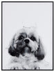 "Shih-Tzu" Black and White Pet Paintings on Printed Glass With Anodized Frame