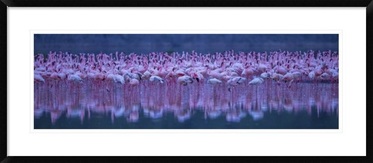"Flamingos" Framed Digital Print by David Hua, 44x20"