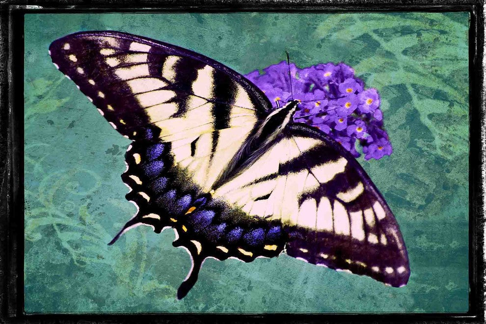 "Tiger Swallowtail" Painting Print on Canvas by Robertson