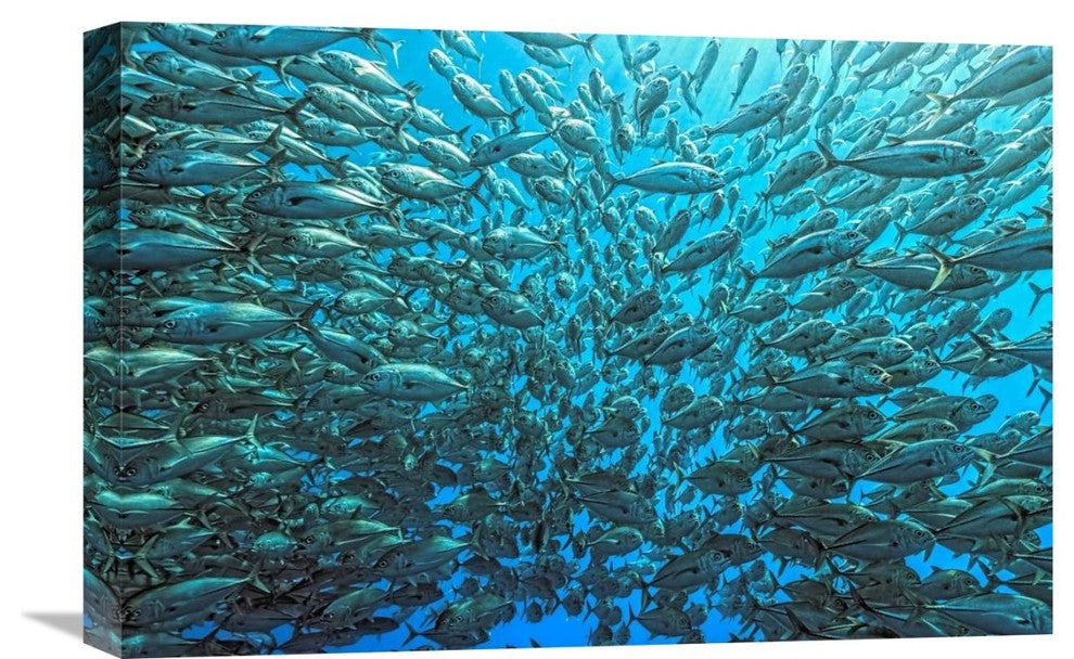 "Splitted School Of Jackfish" Stretched Canvas Giclee by Henry Jager, 22x15"