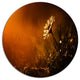 White Wild Flower At Sunset After Rain, Flower Round Wall Art, 23"