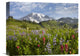 "Paradise Meadow And Mount Rainier, Washington" Artwork