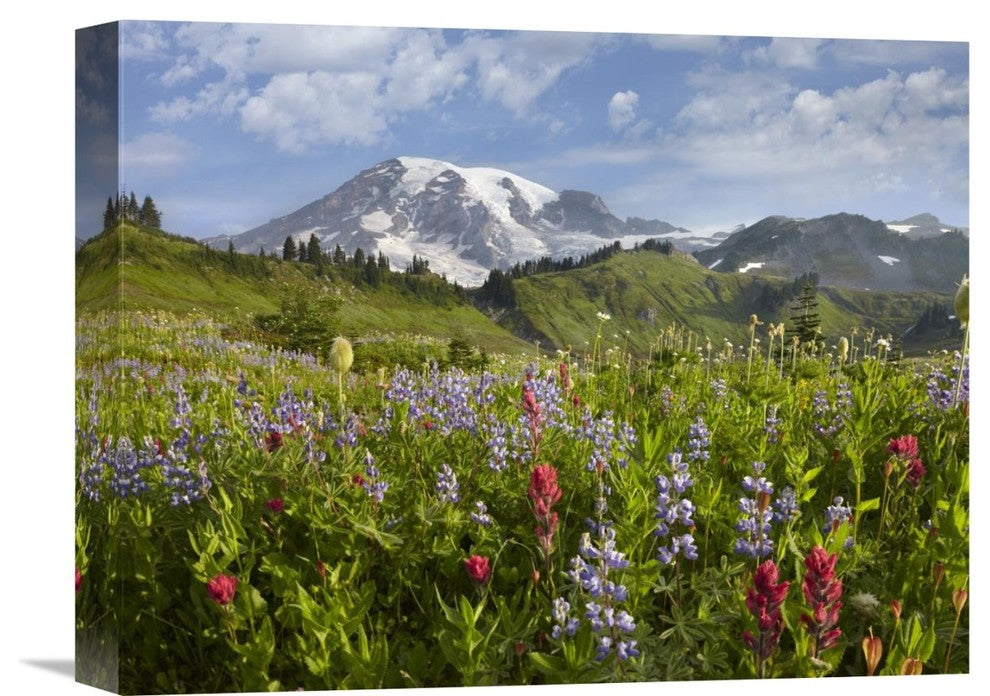 "Paradise Meadow And Mount Rainier, Washington" Artwork