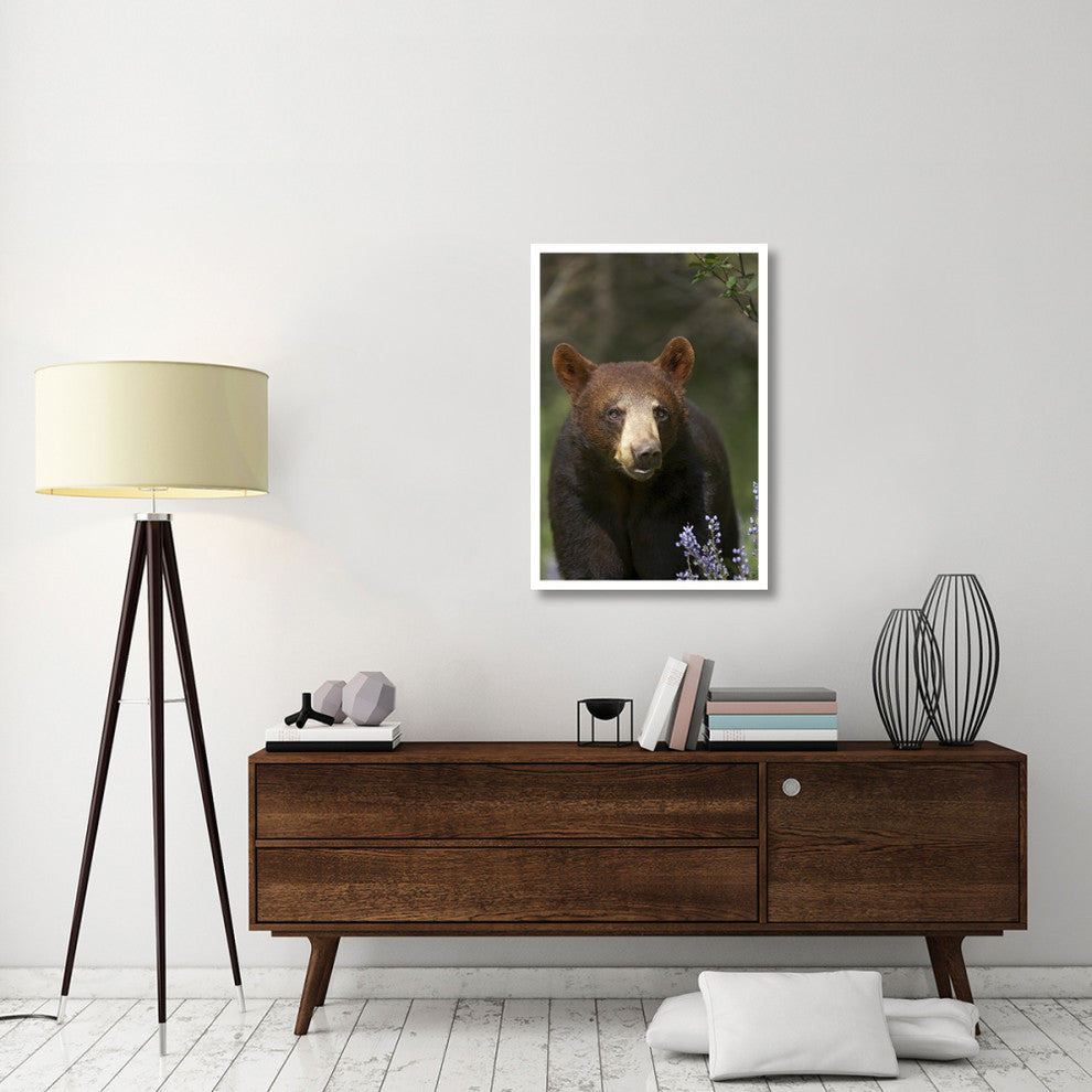 "Black Bear portrait, North America" Paper Print by Tim Fitzharris, 26"x38"