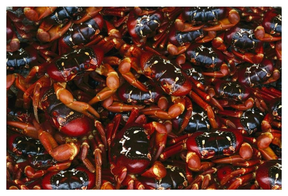 "Christmas Island Red Crab females, Christmas Island" Paper Art, 50"x34"