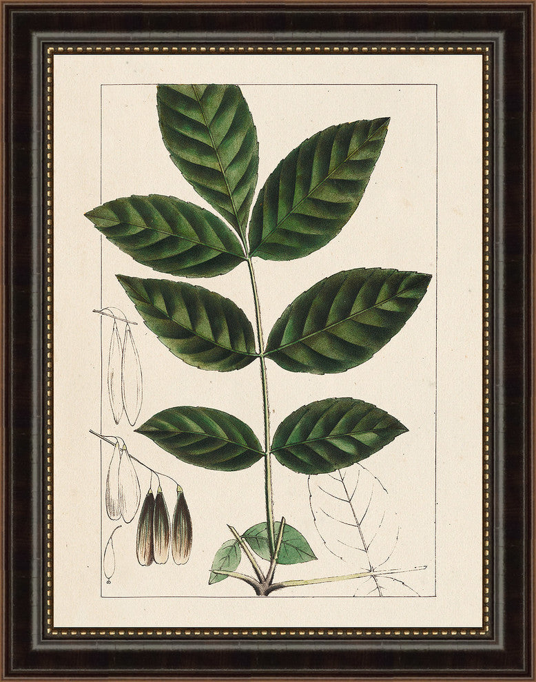 Silva Leaves I' Vintage Botanical Framed Fine Art, 14.5x18.5"