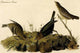 Common Crow - Fine Art Giclee Print 24" x 36"