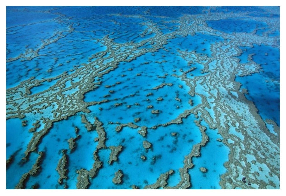 "Coral formation, Hardy Reef, Great Barrier Reef, Queensland" Paper Art, 20"x14"