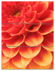 Abstract Orange Flower and Petals, Floral Triptych Canvas Print, 28x36, 3 Panels