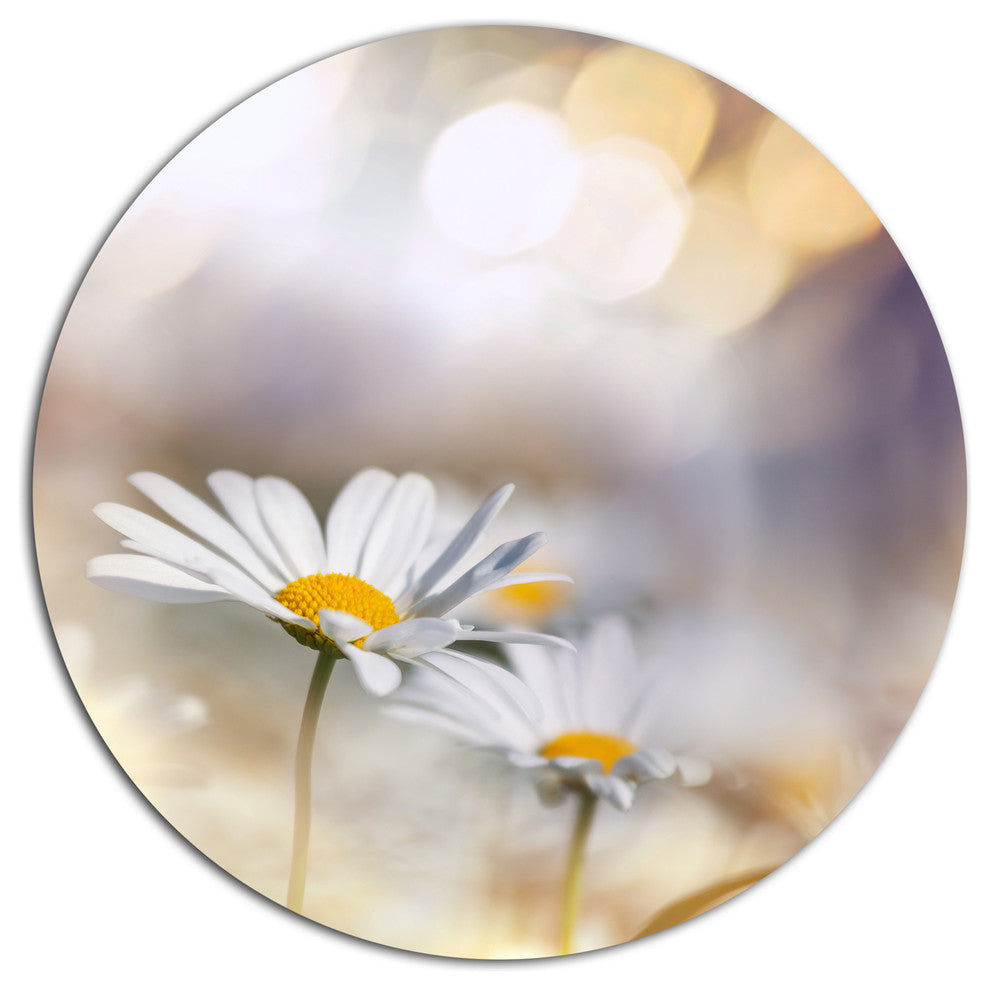 Chamomiles On Blue Background, Floral Disc Metal Artwork, 36"