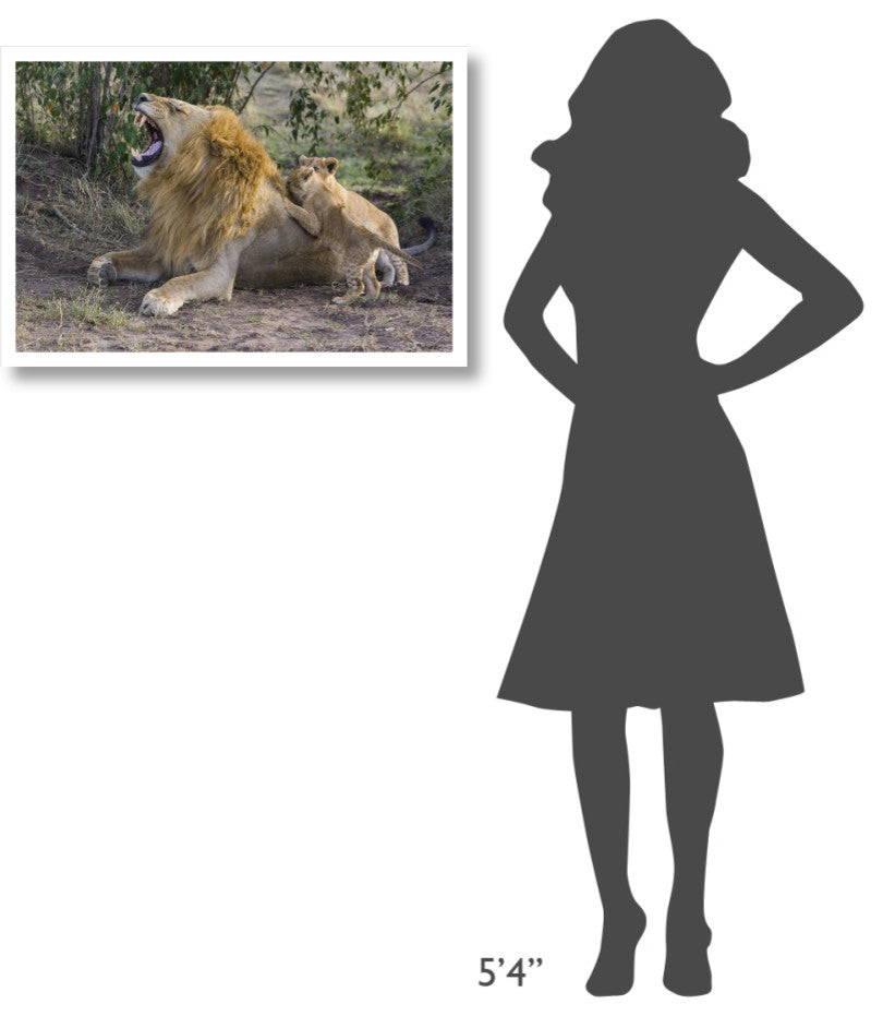 "Lion cubs playing, vulnerable, Masai Mara National Reserve" Paper Art, 32"x22"
