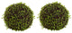 9" Mohlenbechia Ball, Set of 2