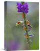 "Red-Eyed Tree Frog Climbing On Flower, Costa Rica" Artwork, 12" x 18"