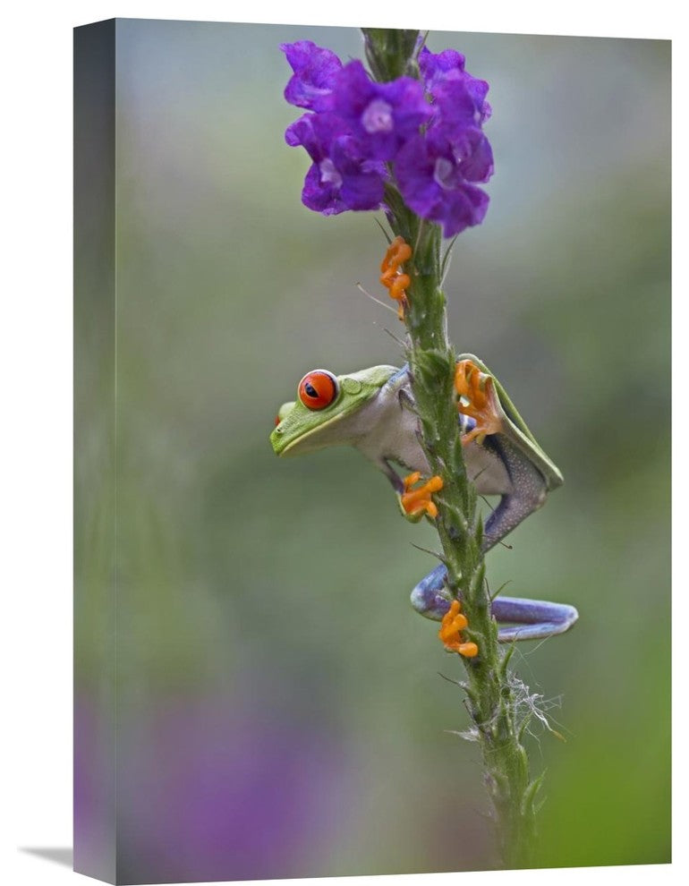 "Red-Eyed Tree Frog Climbing On Flower, Costa Rica" Artwork, 12" x 18"