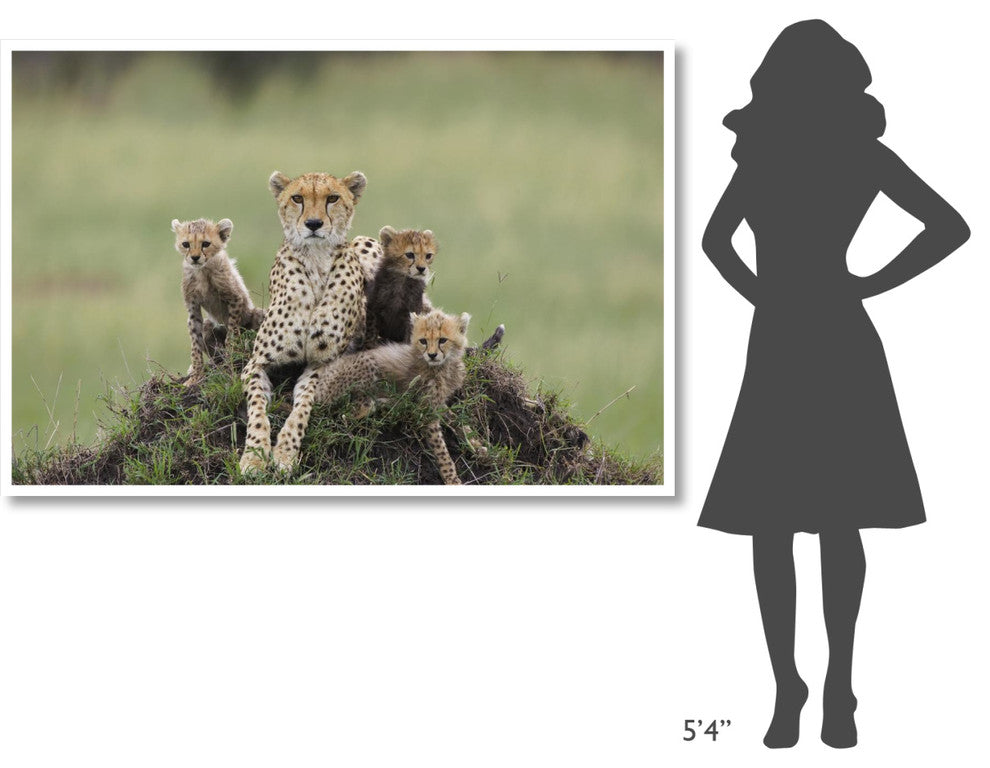 "Cheetah mother and 8-9 week old cubs, Maasai Mara Reserve" Paper Art, 62"x42"