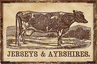 "Cows Jerseys" Painting Print on Canvas