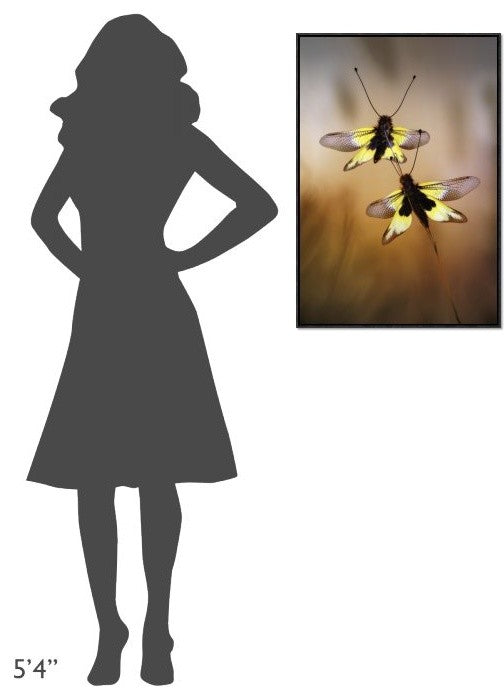 "Owlflies" Framed Canvas Giclee by Jimmy Hoffman, 21x31"