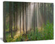 Green Forest in Mist Panorama, Landscape Canvas Art Print, 20"x12"