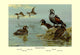 Harlequin Duck- Fine Art Giclee Print 24" x 36"