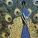 Pillow Decor - Peacock Tapestry 19 x 19 Throw Pillow