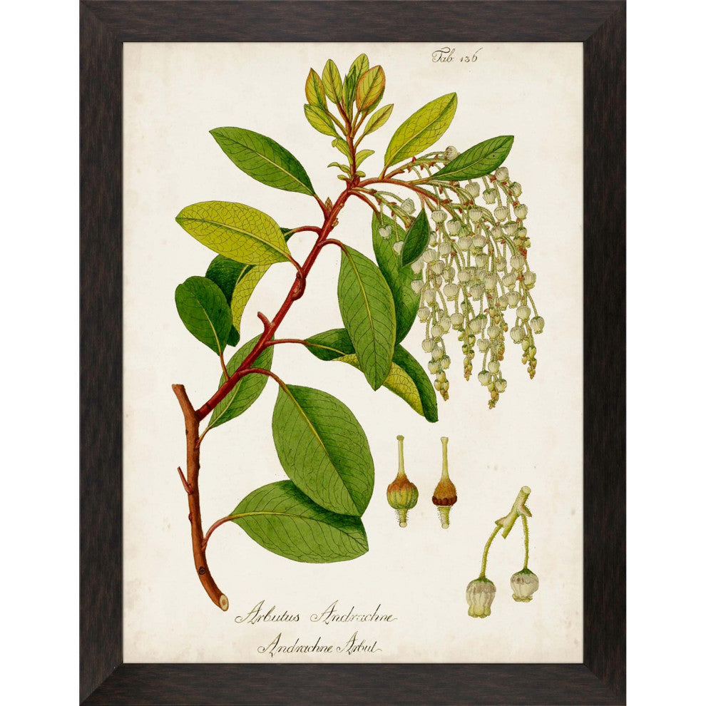 Antique Greenery IV Framed Art