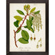 Antique Greenery IV Framed Art