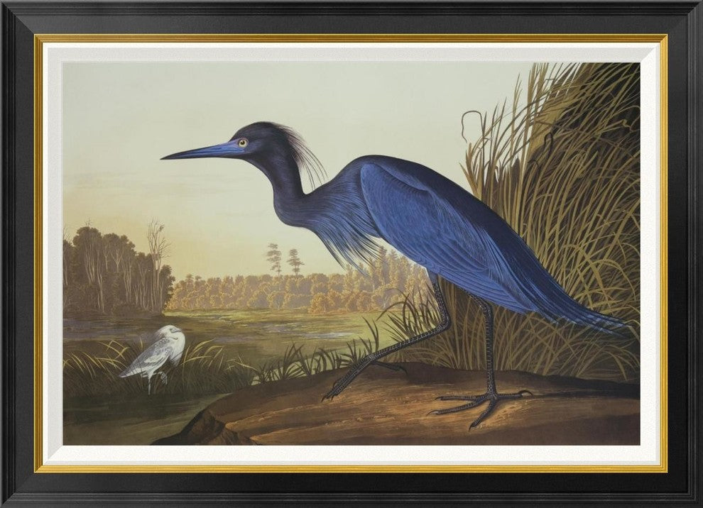 "Blue Crane Or Heron" Framed Canvas Giclee by John James Audubon, 36x26"
