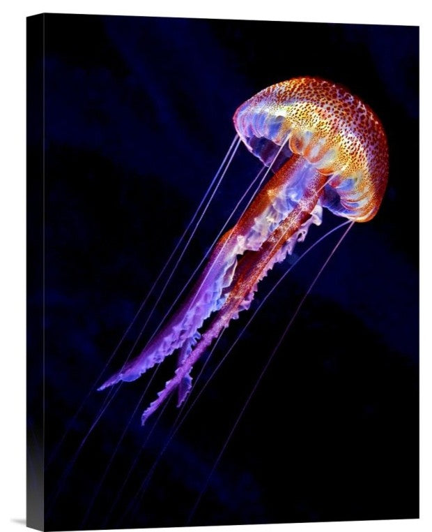 "Jellyen" Stretched Canvas Giclee by Henry Jager, 12"x16"