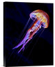 "Jellyen" Stretched Canvas Giclee by Henry Jager, 12"x16"