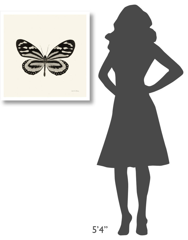 "Butterfly VIII - BW" Digital Paper Print by Debra Van Swearingen, 26"x26"