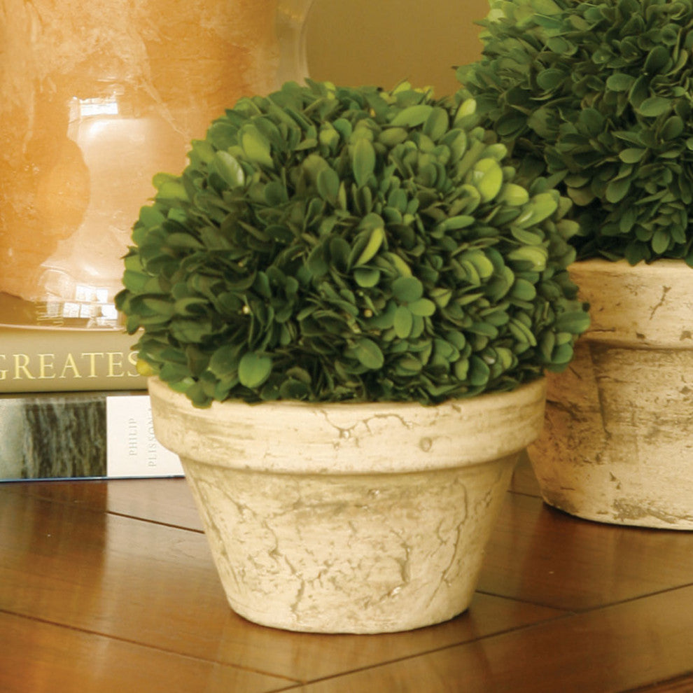 Boxwood Ball, Pot Medium
