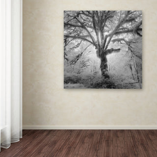"Lightning Tree II" Canvas Art by Moises Levy