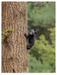 Galloimages Online 'Black Bear Cub Climbing' Canvas Art, 47"x35"