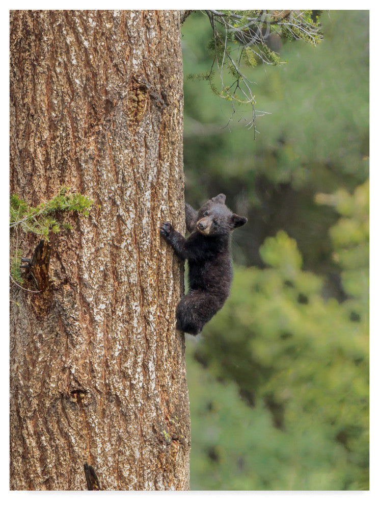 Galloimages Online 'Black Bear Cub Climbing' Canvas Art, 47"x35"