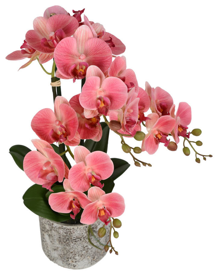 Vickerman 24" White Phal in Cement Pot