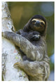 "Brown-throated 3-toed Sloth, baby, Aviarios Sloth Sanctuary" Paper Art, 22"x32"