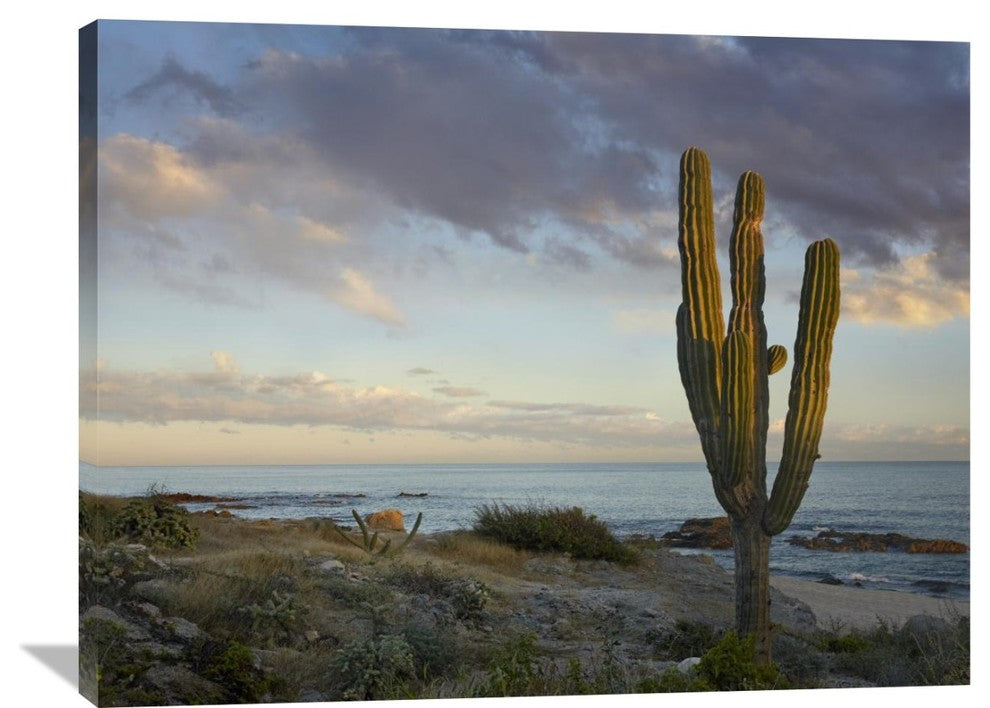 "Saguaro Cactus At Beach, Cabo San Lucas, Mexico" Artwork, 40" x 30"