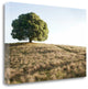 "Oak Tree - 76" By Alan Blaustein, Giclee Print on Gallery Wrap Canvas