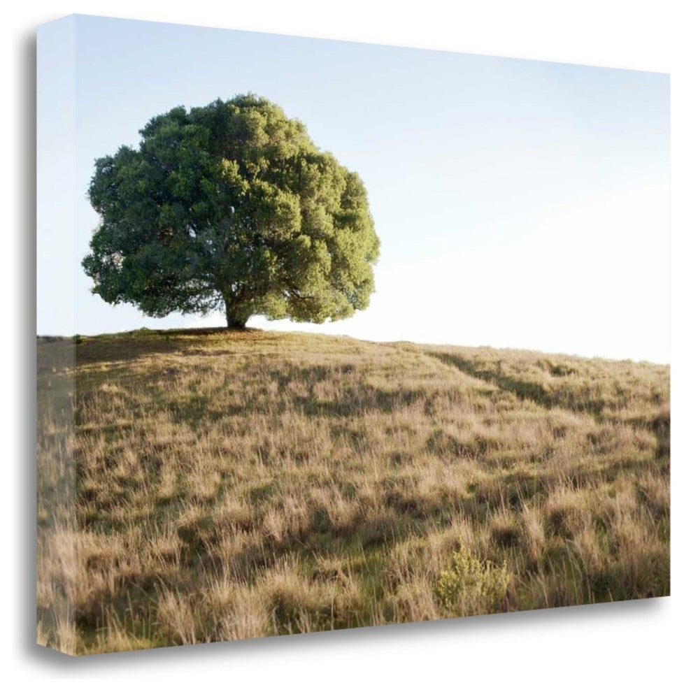 "Oak Tree - 76" By Alan Blaustein, Giclee Print on Gallery Wrap Canvas