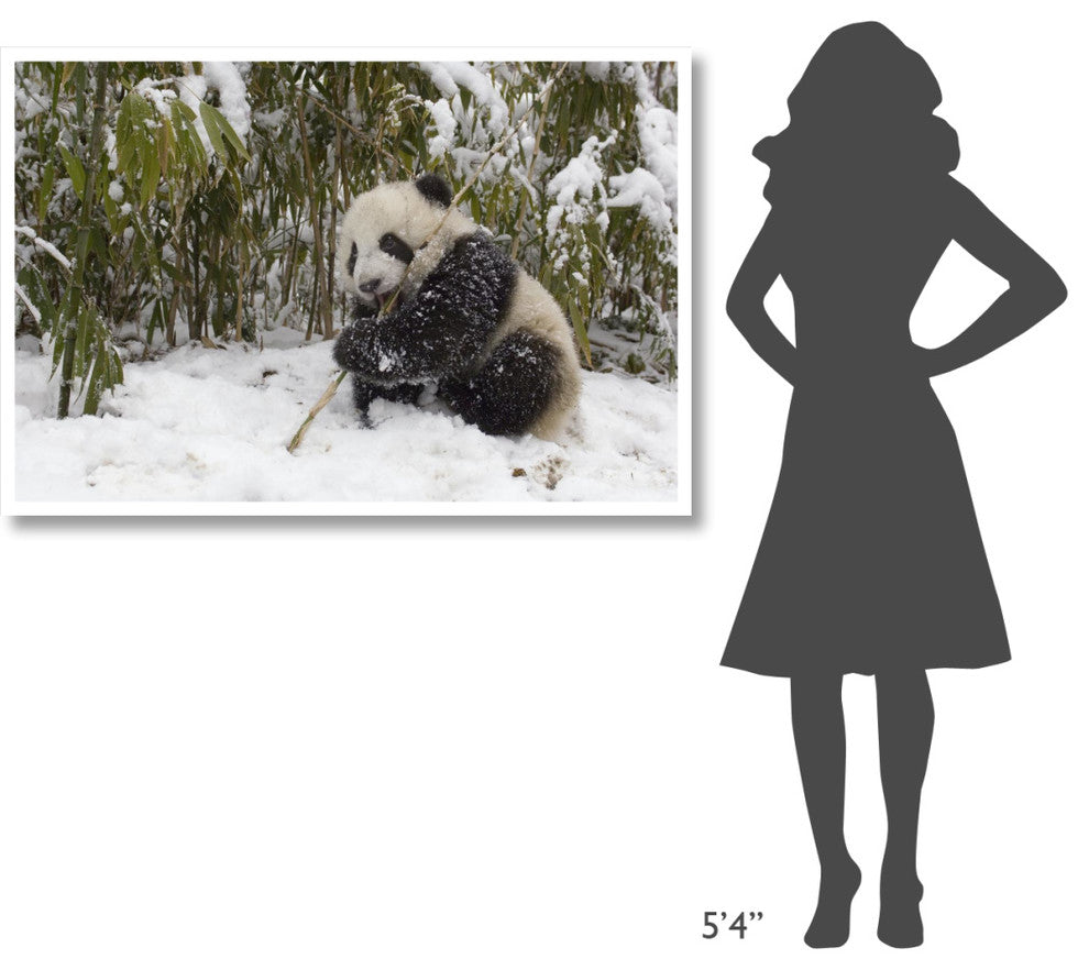 "Giant Panda cub eating bamboo, Wolong Nature Reserve, China" Paper Art, 50"x34"