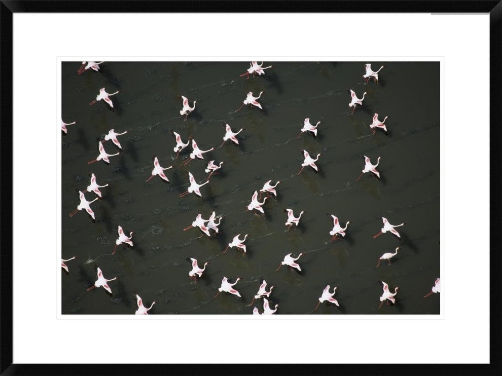 Lesser Flamingo Flock Taking Flight From The Surface Of A Lake, Kenya, 30"x22"