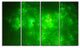 Bright Green Fractal Sky with Stars, Abstract Canvas Print, 48"x28", 4 Panels