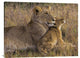 "Baby Lion With Mother" Stretched Canvas Giclee by Henry Jager, 40x30"